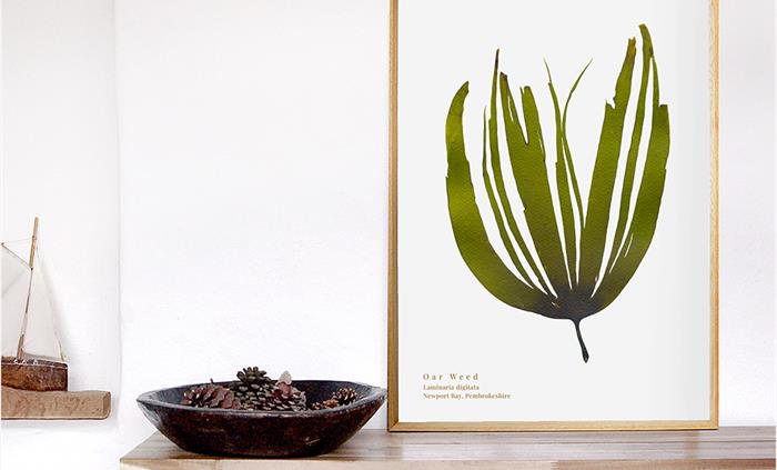 Image showing a framed print crated from a hand pressed Oar Weed seaweed
